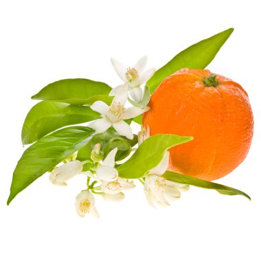 Turuncu meyve portakal ağacı çiçekleri