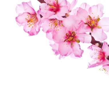 badem ağacı pembe çiçekler