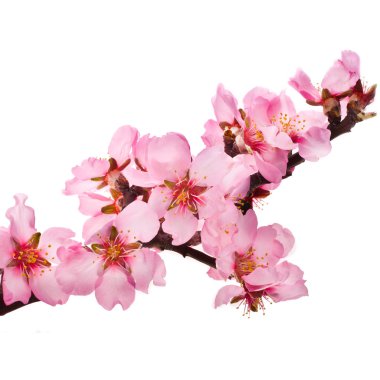 badem ağacı pembe çiçekler