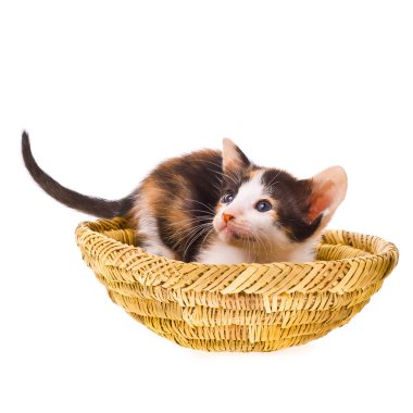 küçük üç renk alaca kedi