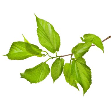 izole üzerinde beyaz arka plan bahar ağaç dal taze yeşil yaprakları