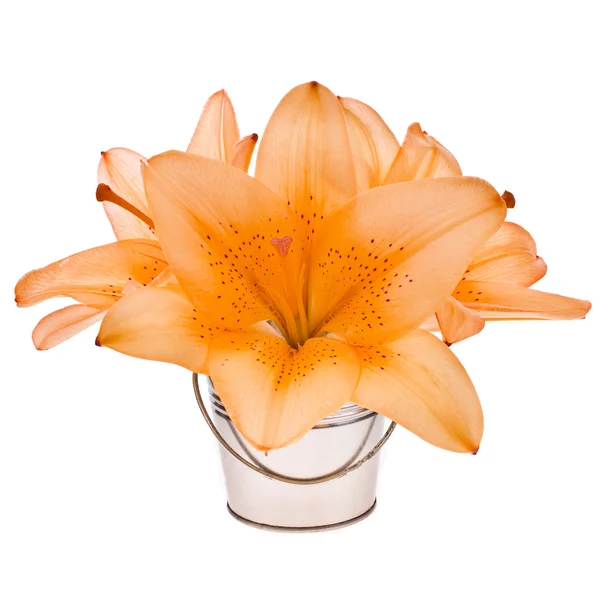 Close-up of orange lily — Stock Photo, Image