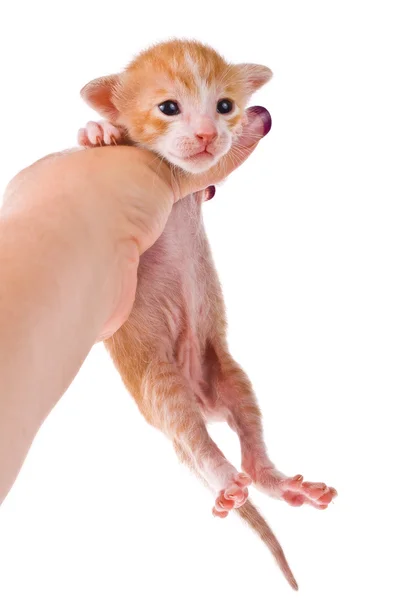 Pequeno gatinho vermelho em uma mão feminina isolada no fundo branco — Fotografia de Stock