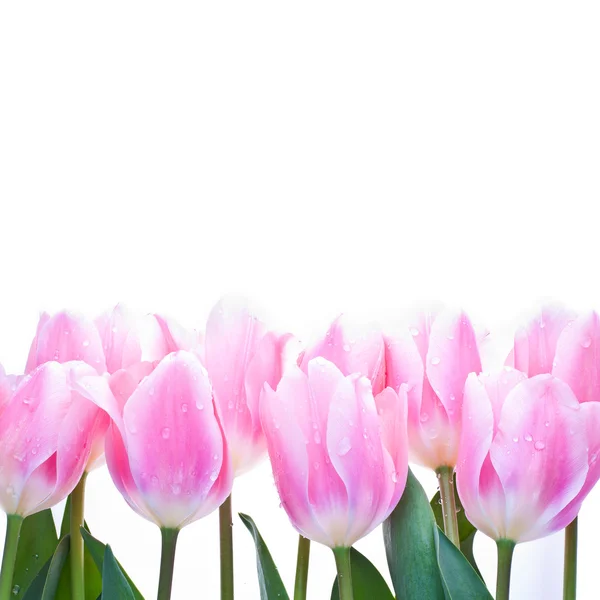 Roze tulpen geïsoleerd op een witte achtergrond. — Stockfoto