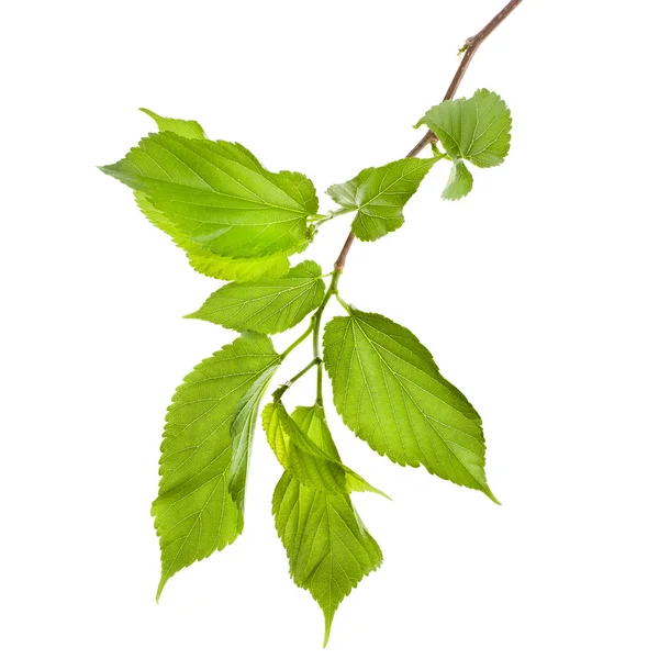 Rama de árbol de primavera con hojas verdes frescas aisladas sobre fondo blanco — Foto de Stock