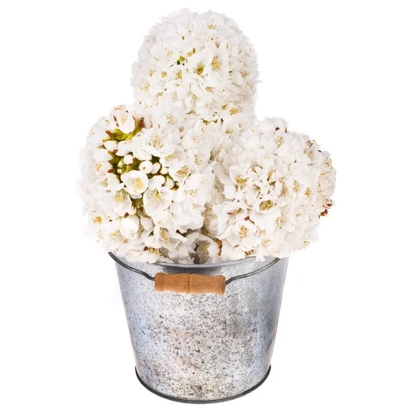 Ramas con flores blancas de primavera — Foto de Stock