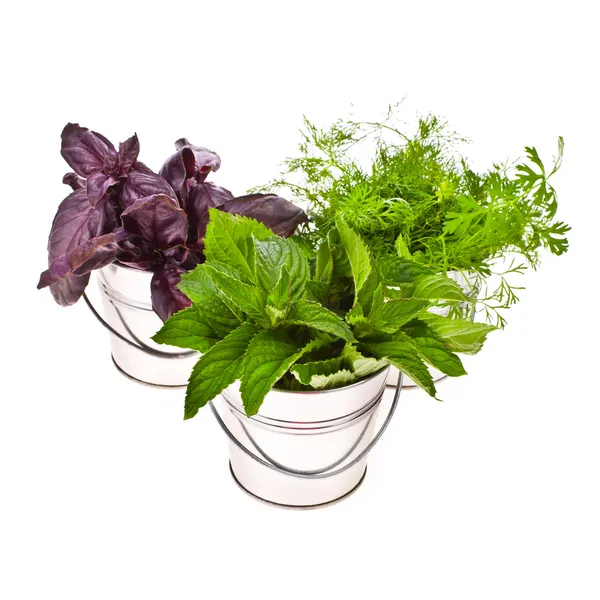 Fresh herbs - basil, dill and mint — Stock Photo, Image