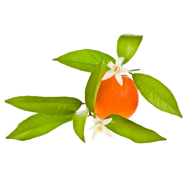 Flores de naranjo sobre una fruta naranja — Foto de Stock