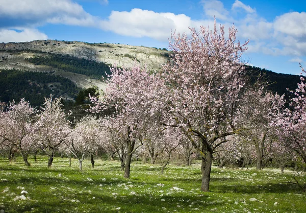 Mandulás gyümölcsös, virág, Alicante, Spanyolország — Stock Fotó