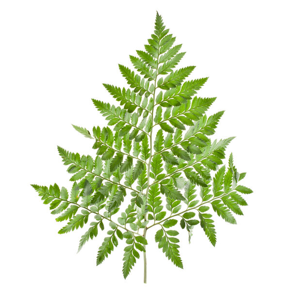 Big green leaf of fern, isolated on white background