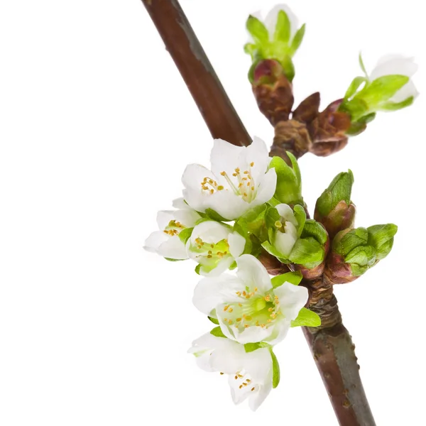 Voorjaar witte bloemen — Stockfoto