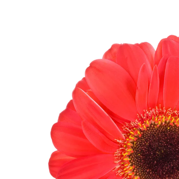 Barevné gerbers květina izolované na bílém pozadí — Stock fotografie
