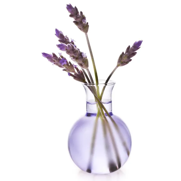 Lavender herb flower water in a glass bottle — Stok fotoğraf