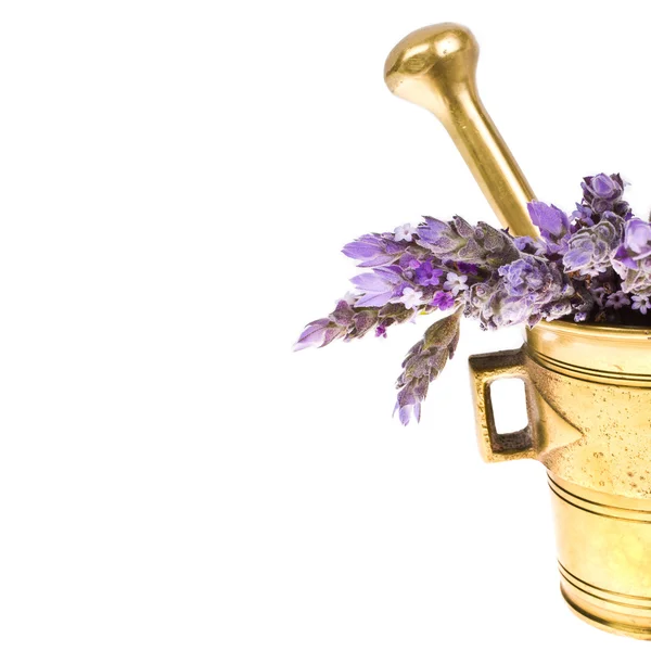 Plant lavender in a copper mortar — Stock Photo, Image