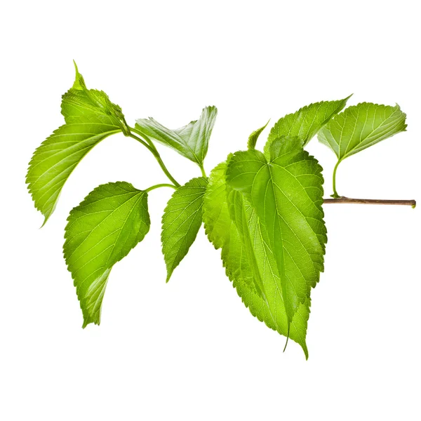 Spring tree branch with fresh green leaves isolated on white background — Stock Photo, Image