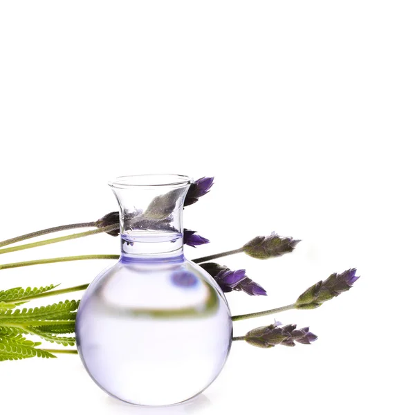 Lavender herb flower water — Stock Photo, Image