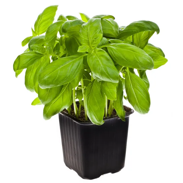 Fresh basil plant in a container isolated on white background — Stock Photo, Image