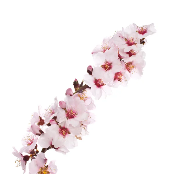 Pink almond blossoms — Stock Photo, Image