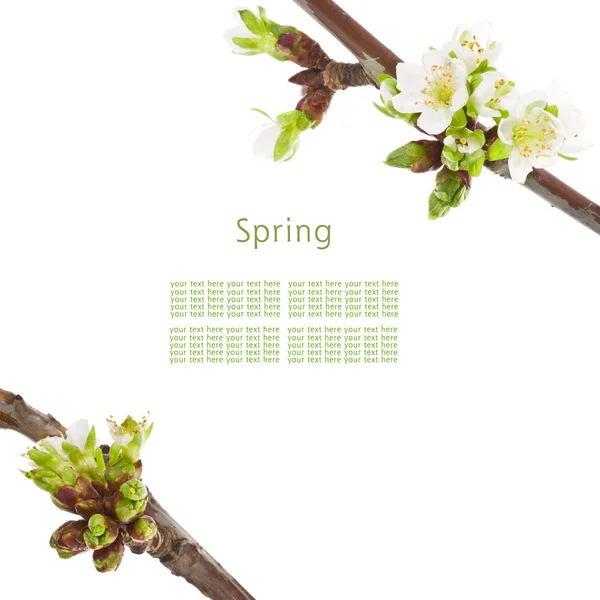 Våren vita blommor — Stockfoto