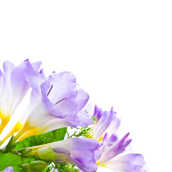 Lilac freesias isolado no fundo branco — Fotografia de Stock