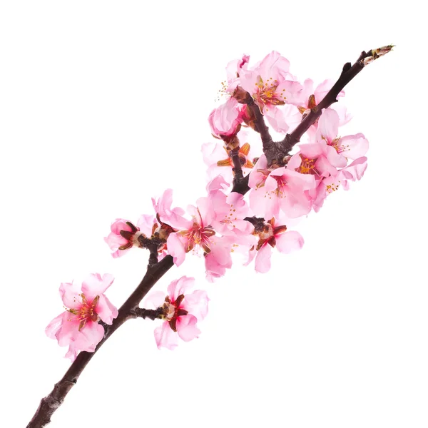 Amêndoa flores rosa árvore — Fotografia de Stock