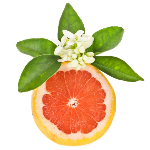 Цитрусові фрукти - грейпфрут — стокове фото