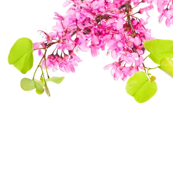 Spring branch with purple flowers — Stock Photo, Image