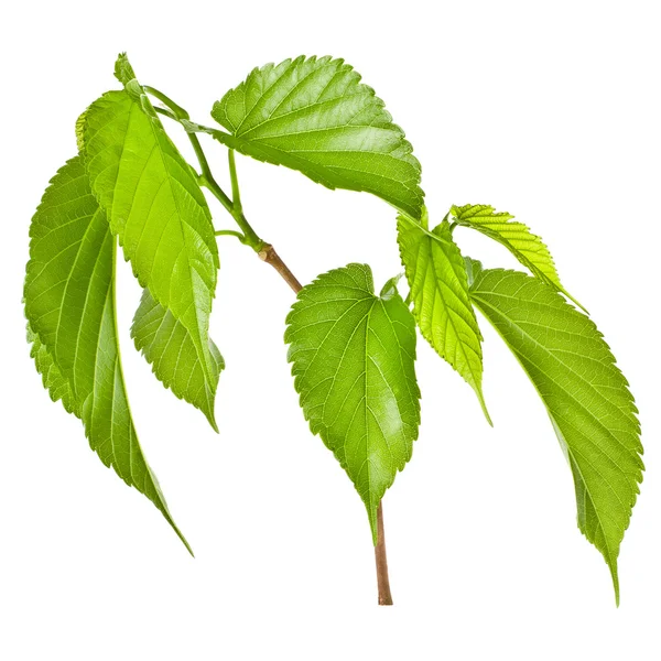 Spring tree branch with fresh green leaves isolated on white background — Stock Photo, Image