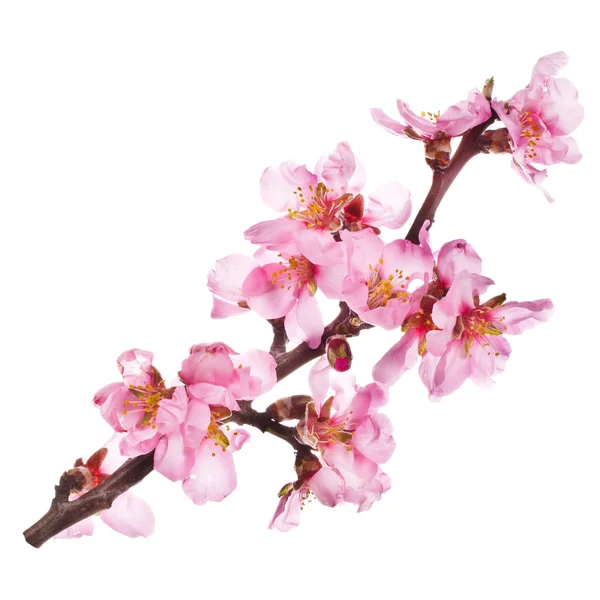 Мигдальне дерево рожеві квіти — стокове фото
