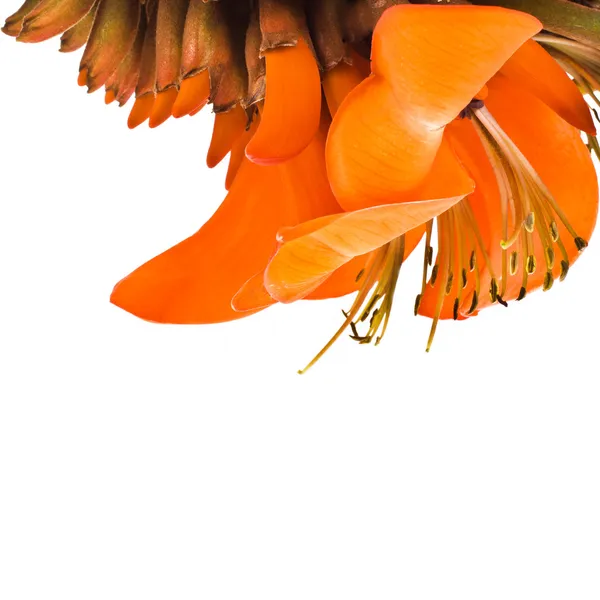 Κοντινό πλάνο του μια πορτοκαλί λουλούδι κρίνος που απομονώνονται σε λευκό φόντο — Φωτογραφία Αρχείου