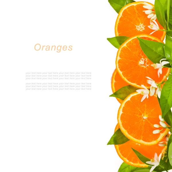 Berbeda jeruk buah-buahan mengiris lingkaran — Stok Foto