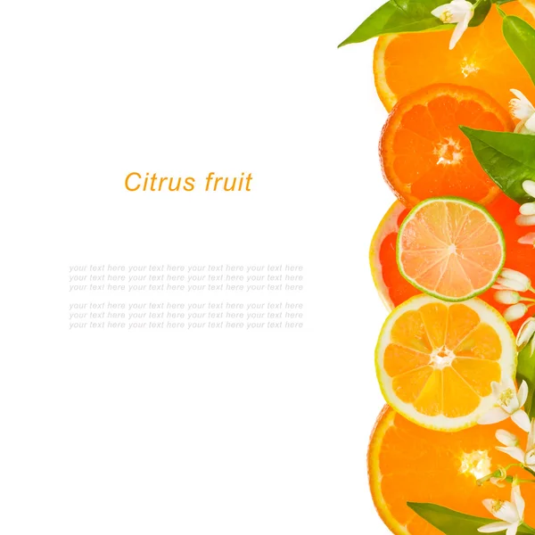 Berbeda jeruk buah-buahan mengiris lingkaran — Stok Foto