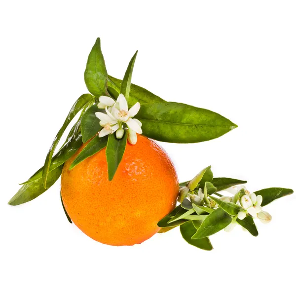 Orange tree flowers on a orange fruit — Stock Photo, Image