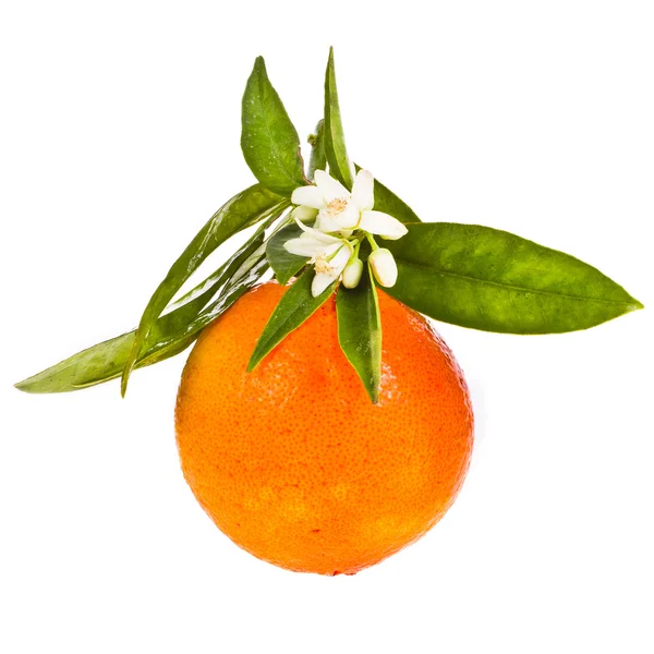 Flores de laranjeira em uma laranja — Fotografia de Stock