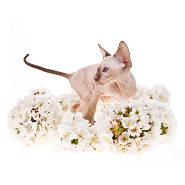 Pequeno gatinho e flores de primavera em um fundo branco — Fotografia de Stock