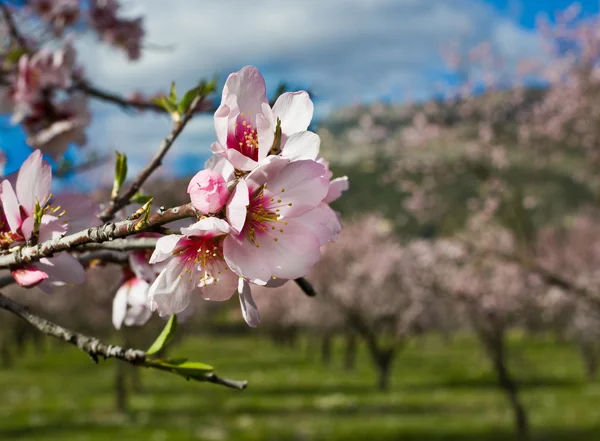 Mandorlo in fiore, Alicante, Spagna — Foto Stock