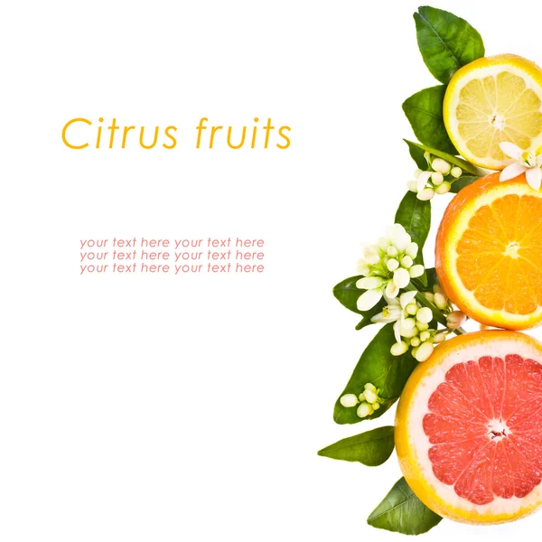 Citrusfélék - narancs, a grépfrút és a citrom — Stock Fotó