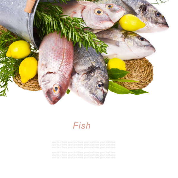 Дорадо, Фреш
