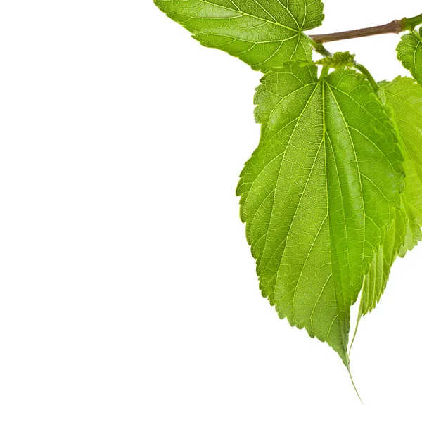 Rama de árbol de primavera con hojas verdes frescas aisladas sobre fondo blanco — Foto de Stock