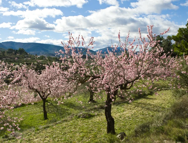 Mandorlo in fiore, Alicante, Spagna — Foto Stock