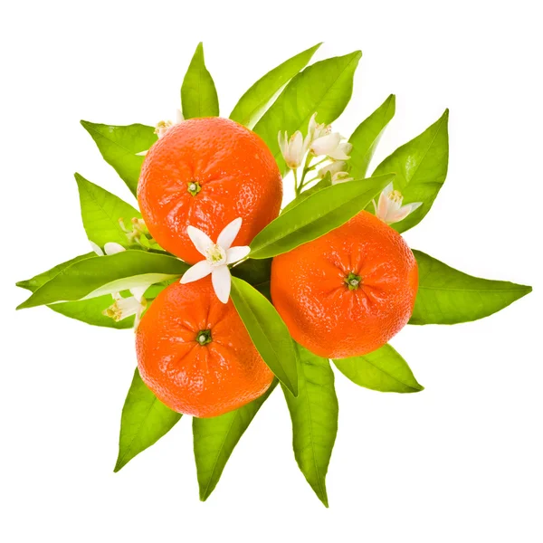 Tre färska mandarin — Stockfoto