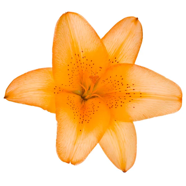 Nahaufnahme einer orangefarbenen Blütenlilie — Stockfoto