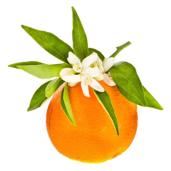 bir portakal portakal ağacı çiçek