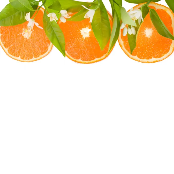 Círculos de corte de citrinos diferentes — Fotografia de Stock