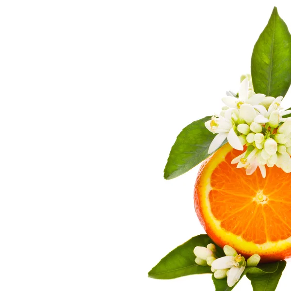 柑橘果实-橙色 — 图库照片