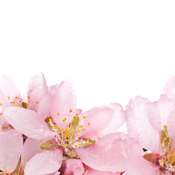 Pink almond blossoms — Stock Photo, Image