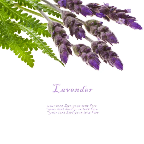 Fresh leaves and flowers of lavender isolated on white background — Stock Photo, Image