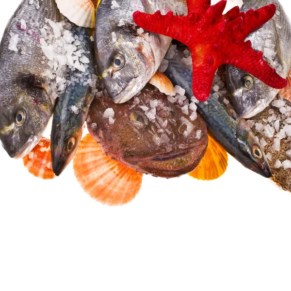 Pesce fresco — Foto Stock