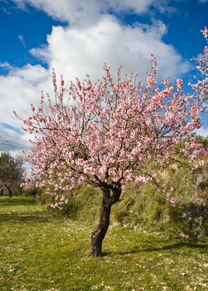 Mandorlo in fiore, Alicante, Spagna — Foto Stock