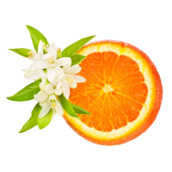 Citrinos - laranja — Fotografia de Stock